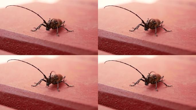 在一个阳光明媚的夏日，一只巨大的深棕色的倒钩甲虫在门廊上爬行。一只长着长触角的甲虫，栖息在涂漆的木结