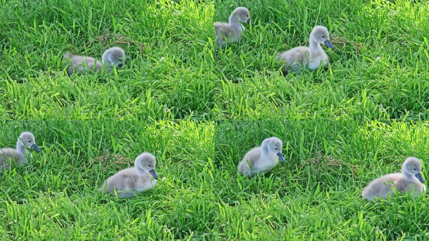 可爱的可爱的毛茸茸的年轻天鹅小天鹅吃新鲜的绿草