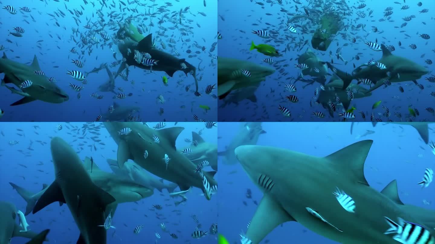 汤加海底鱼群中的鲨鱼。