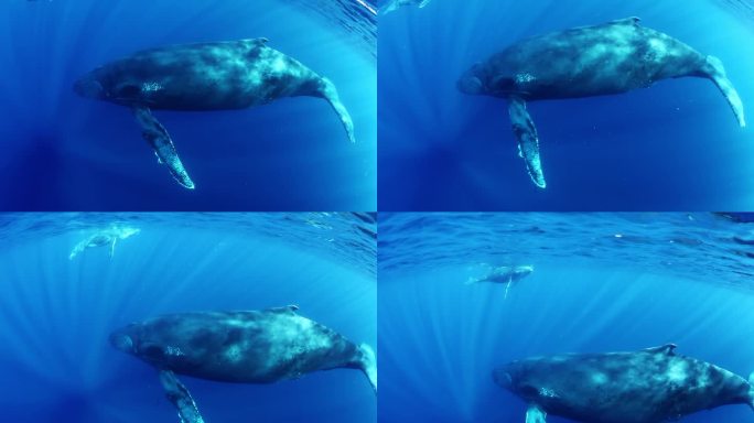 蓝色海水中的座头鲸母亲和幼鲸。