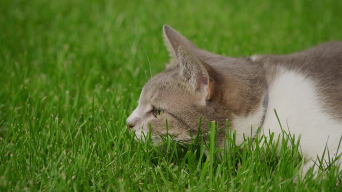 一只白色虎斑短毛猫准备在绿色草坪上进行慢动作攻击