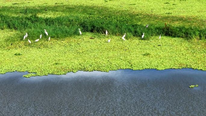 鸟瞰美丽的潟湖景观，白鹭苍鹭鸟群