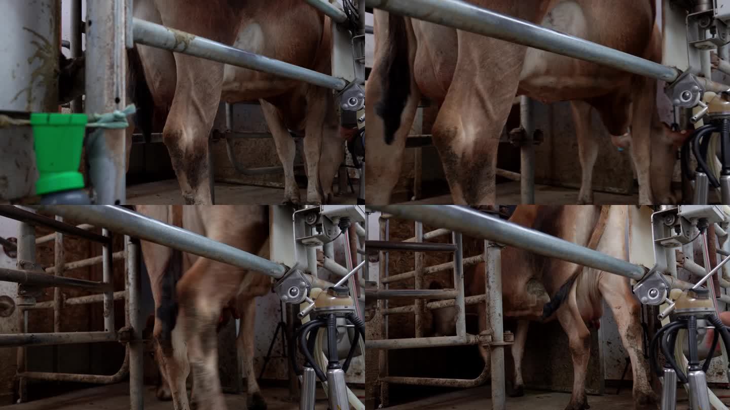 在有机奶牛场的中心，一个组织良好的挤奶设备运行顺利。农民和他熟练的女农工精心安排了这一过程，让奶牛心