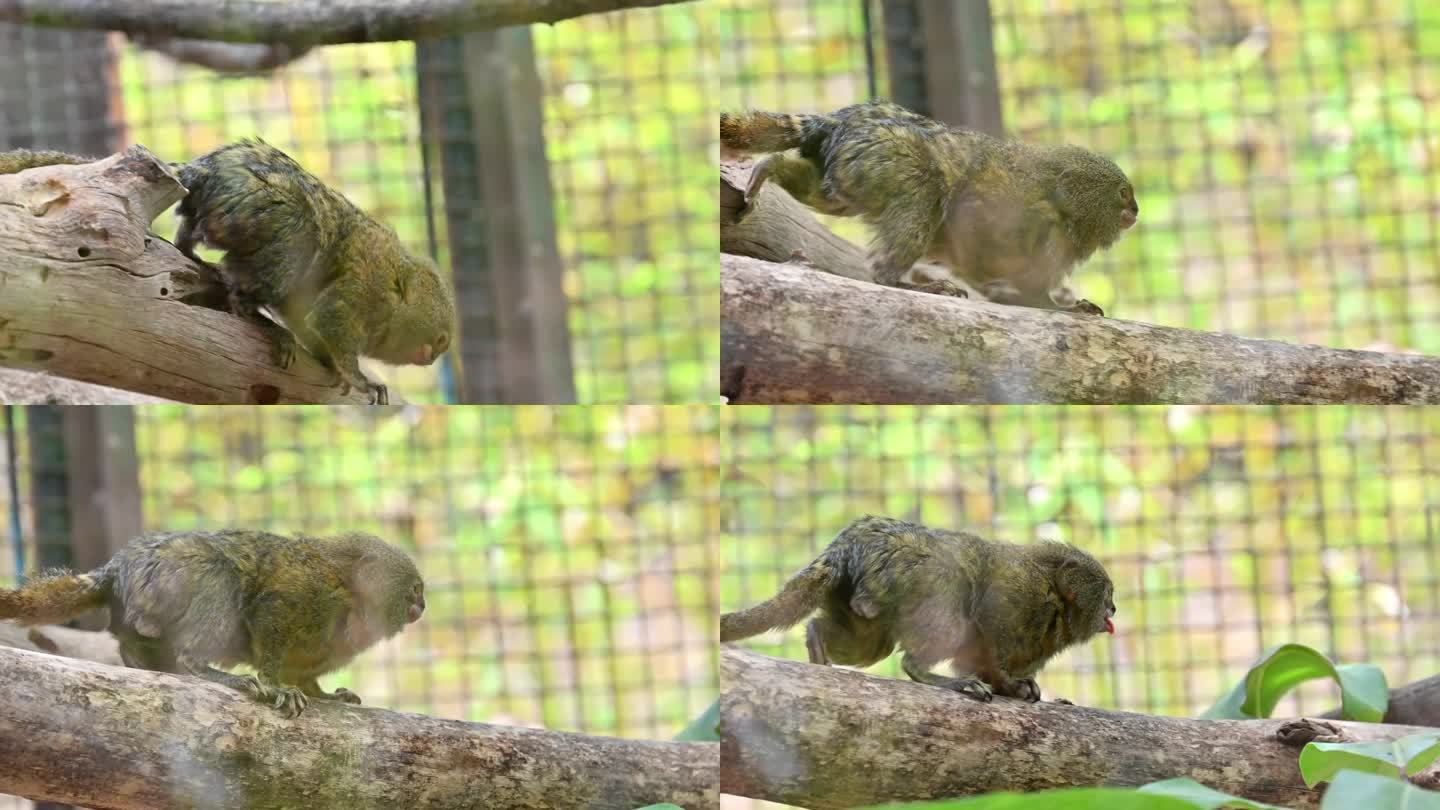 一只侏儒狨猴在西班牙的一根树枝上行走