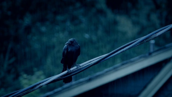 大雨中电线上的鸟雨中大雨暴雨