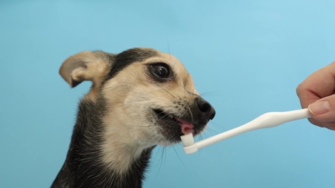 狗牙膏，小狗舔的牙刷，给宠物刷牙的美味