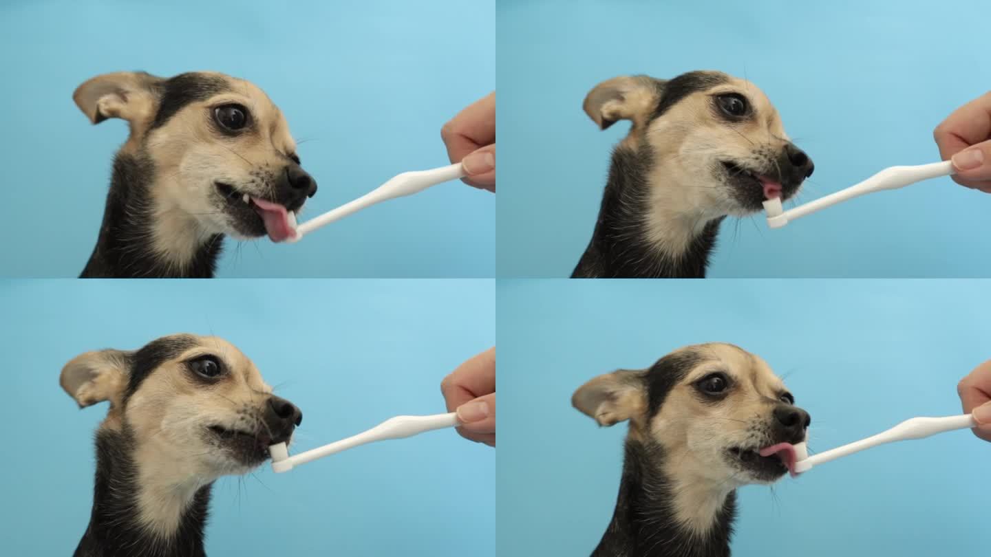 狗牙膏，小狗舔的牙刷，给宠物刷牙的美味