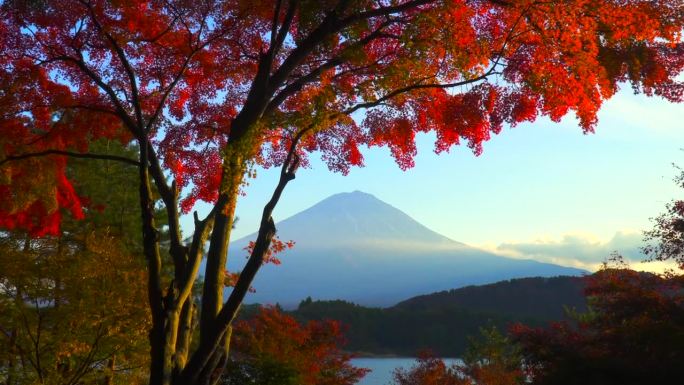 枫叶丛中的川口湖和富士山