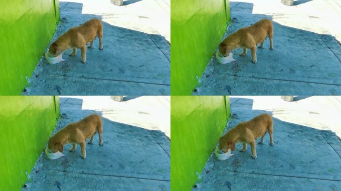饥饿的流浪狗吃着墨西哥街头的残羹剩饭。