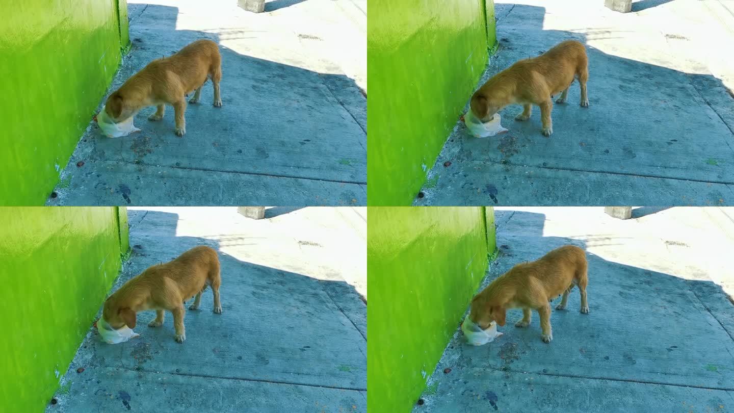 饥饿的流浪狗吃着墨西哥街头的残羹剩饭。