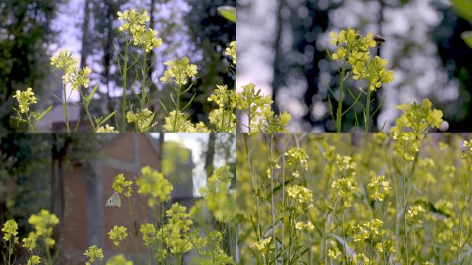 春天花开小黄花蜜蜂采蜜