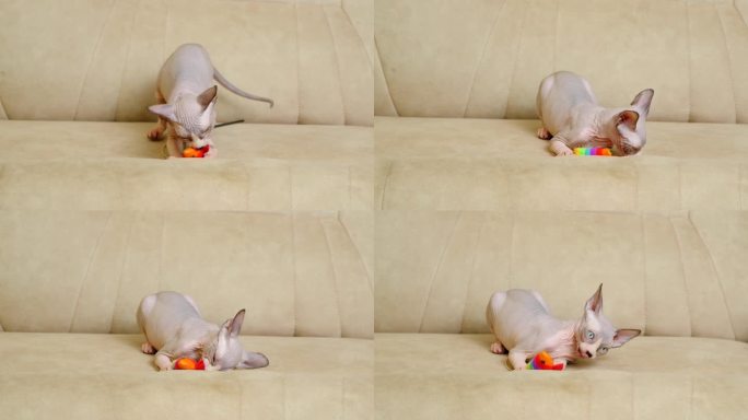 一只小小的加拿大斯芬克斯小猫在家里的沙发上玩耍，蹦蹦跳跳地咬着一个玩具