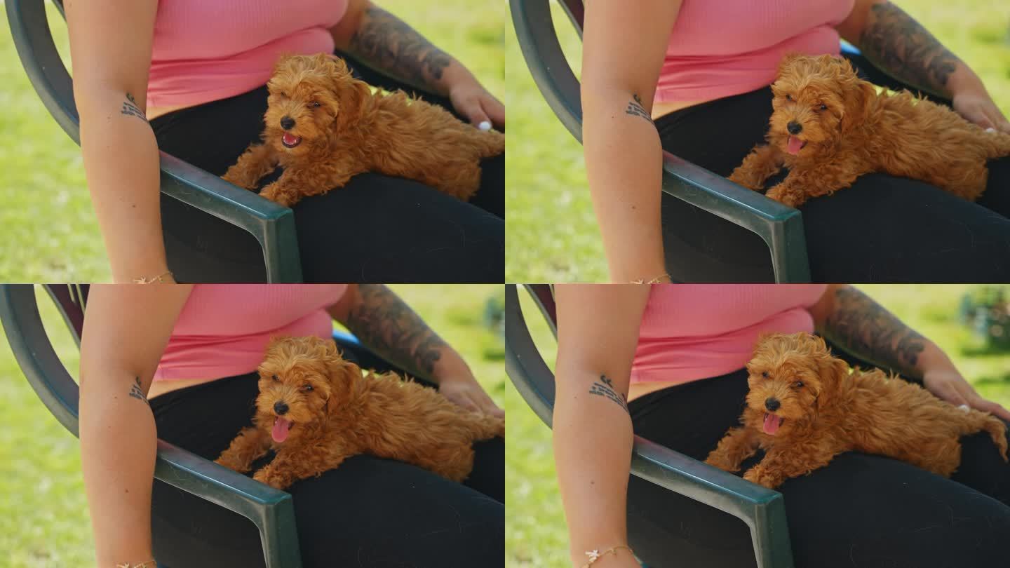 慢镜头培养邦德:在花园里，女人把可爱的玩具贵宾狗抱在膝上