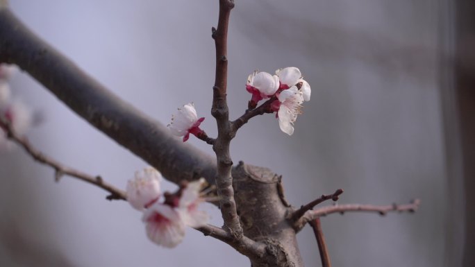 初春 春天 发芽 含苞待放 花骨朵 新芽