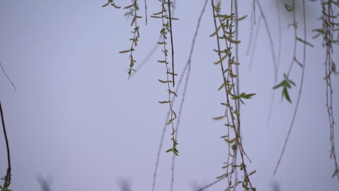 初春 春天 发芽 含苞待放 花骨朵 新芽