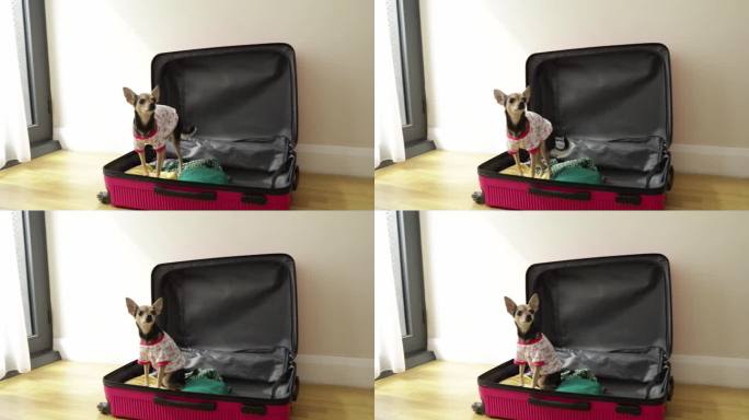 可爱有趣的小狗坐在行李箱里装行李，带着东西去旅行，带着宠物旅行，运输动物