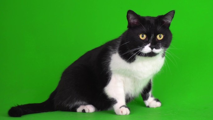 绿色背景4K视频屏幕上的大型黑白猫小猫。