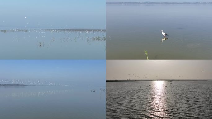 湿地航拍国家珍稀保护动物鸟类