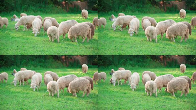 许多羊在绿色的草坪上吃草。