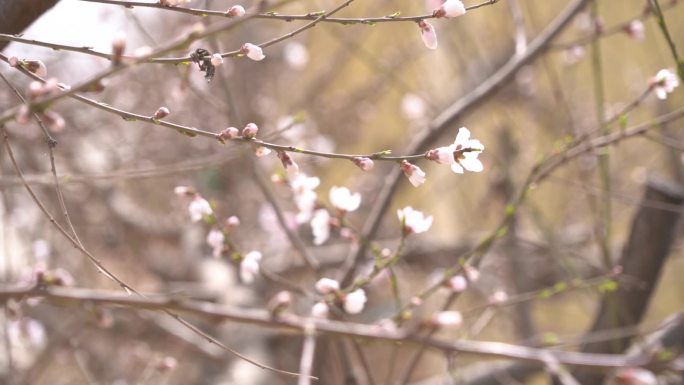 初春 春天 发芽 含苞待放 花骨朵 新芽