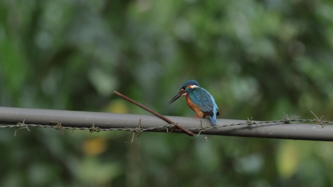 斯里兰卡常见的翠鸟