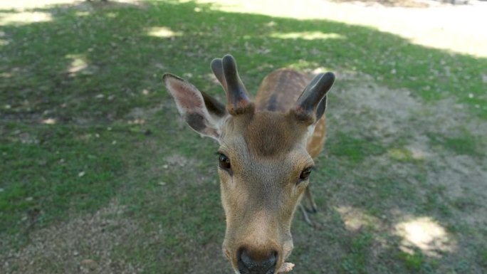 在日本奈良公园用手喂奈良鹿。