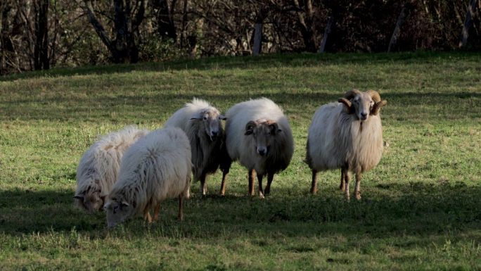 西班牙乡村:比利牛斯山脉:喂羊