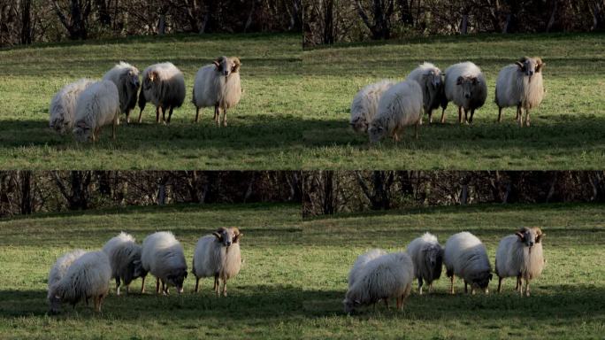 西班牙乡村:比利牛斯山脉:喂羊