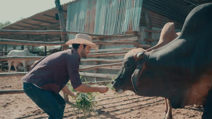 可持续农业:一位辛勤工作的农民在农村的户外有机农场喂养奶牛