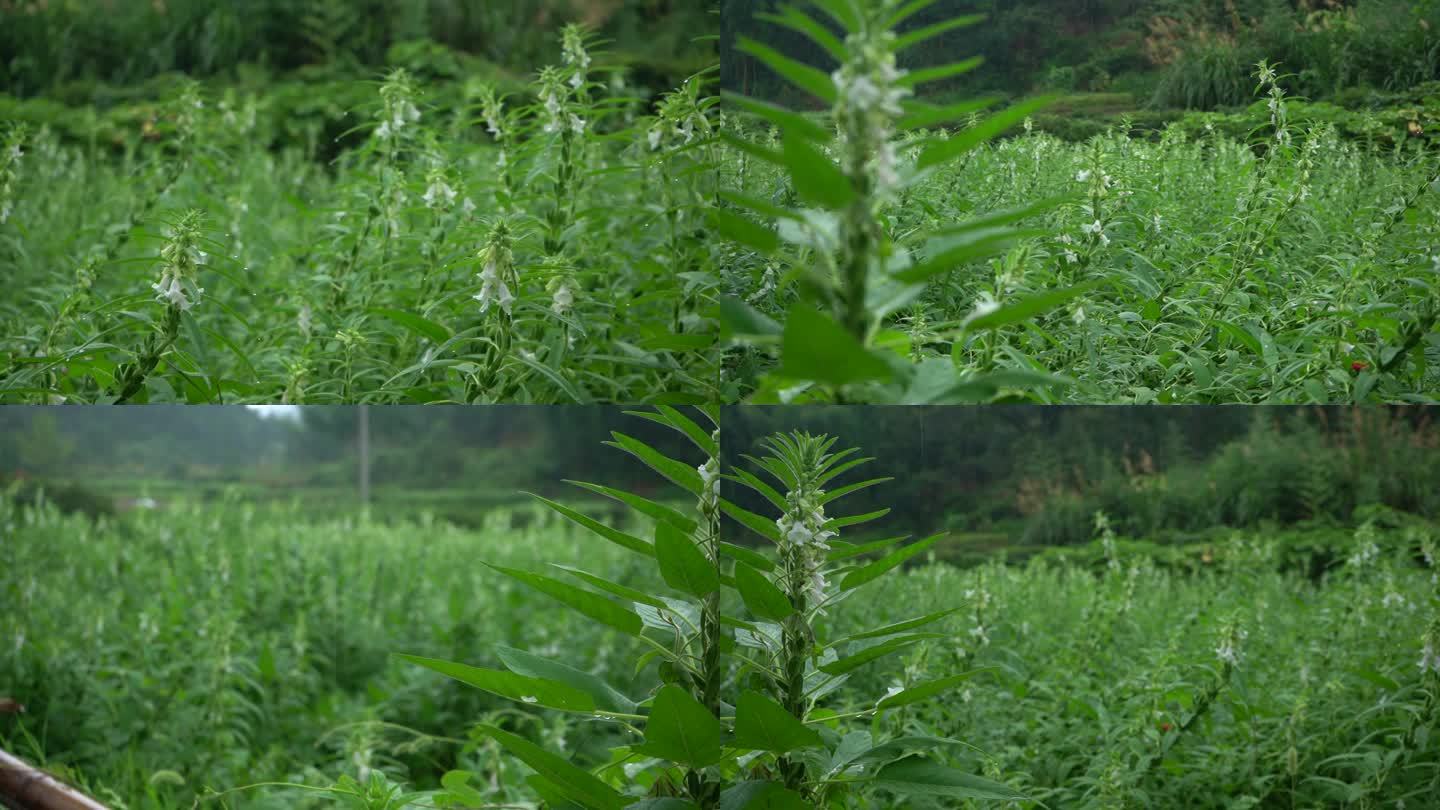 芝麻花，雨中芝麻花，幽静