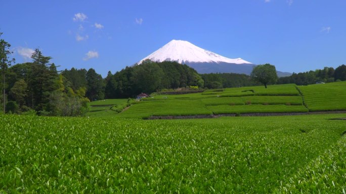 绿茶种植园和富士山/小渊Sasaba，静冈县