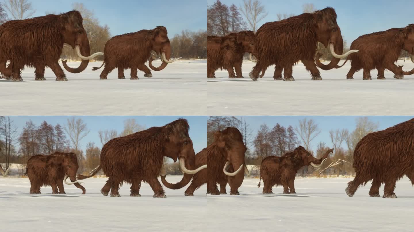 长毛猛犸象家族穿越冰冻湖泊的3D动画。