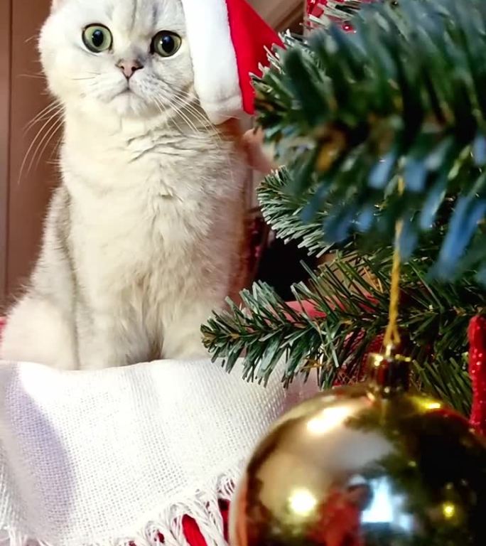 可爱俏皮的白猫戴着圣诞帽，坐在圣诞树旁边的毯子上