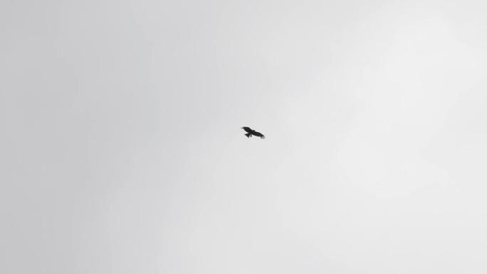 鹰鹰在蓝天上高高飞翔