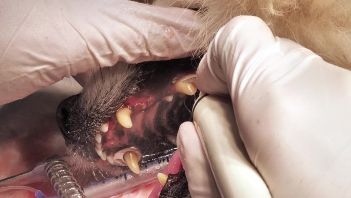 兽医用超声波机仔细彻底地清洗狗的牙齿。在麻醉状态下给宠物刷牙。监测宠物牙齿健康状况的概念。