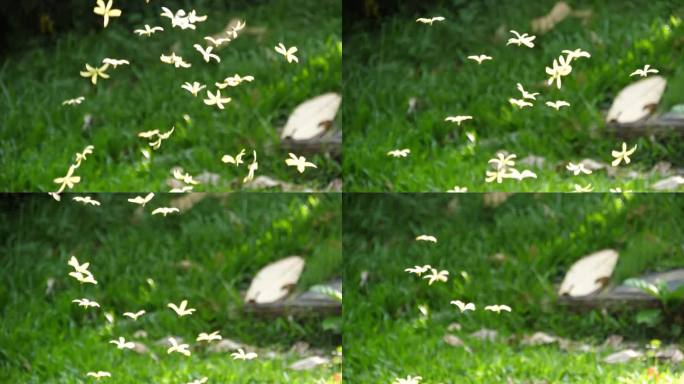 缓慢的速度模糊了一朵干花落在绿草地板上的旋转图案，令人惊叹的自然创造生态系统中植物的设计，秋天的落花