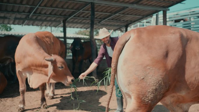 可持续农业:一位辛勤工作的农民在农村的户外有机农场喂养奶牛