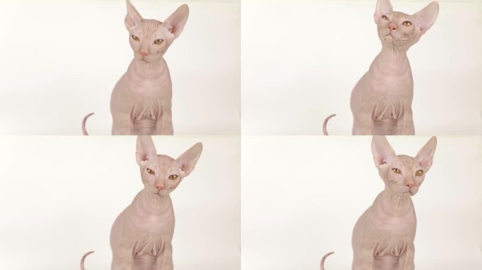 可爱的斯芬克斯小猫在浅色背景