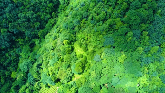 绿色生机绿色森林