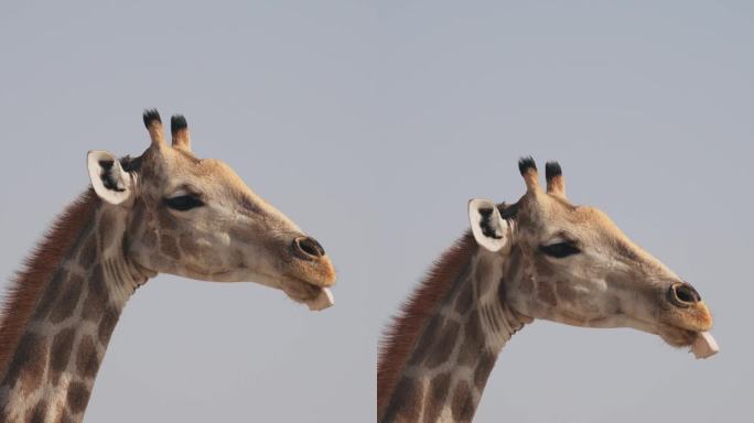 在纳米比亚自然公园里，一只长颈鹿在咀嚼手机骨头以摄取矿物质