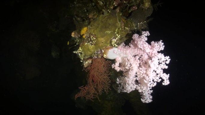 海底世界的软珊瑚是大自然的真正奇迹。