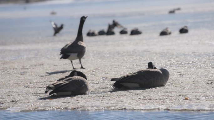 一群加拿大鹅坐在湖边的冰面上