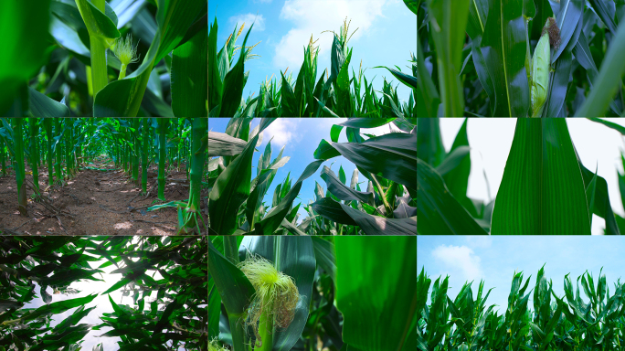 玉米绿色生态农田农业丰收三农发展农作物