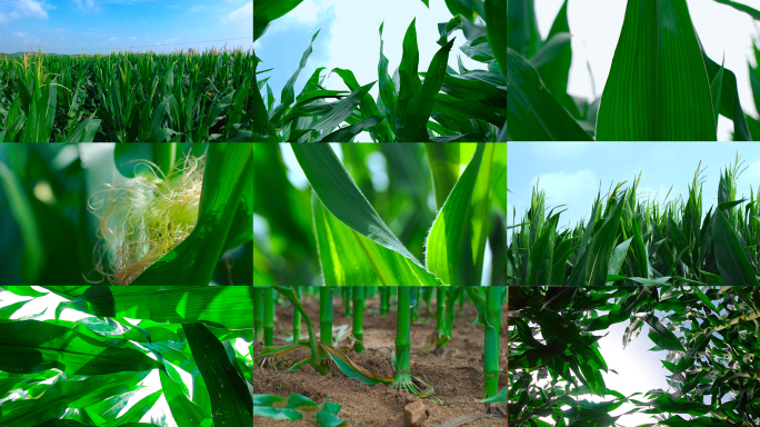玉米绿色生态农田农业丰收三农发展农作物