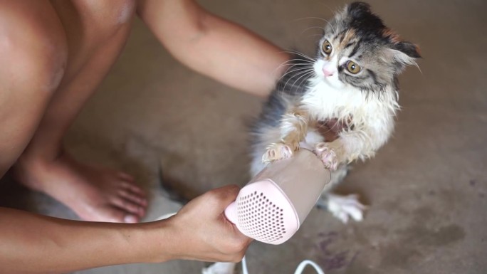 女人给猫洗澡后吹猫毛
