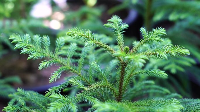 松树松柏苗绿植盆景