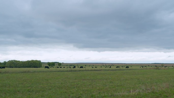 草地上的黑牛。黑安格斯牛群在牧场草地上吃草。广角镜头。