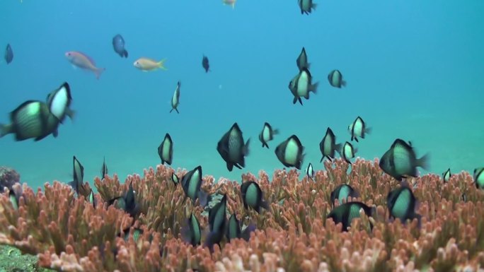 巴厘岛的珊瑚在视觉上令人惊叹，是鱼类的重要栖息地。