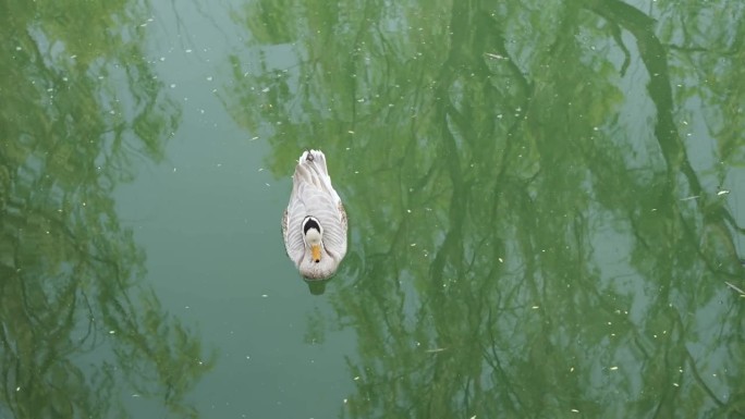 鸭斑头雁在水里游泳休息