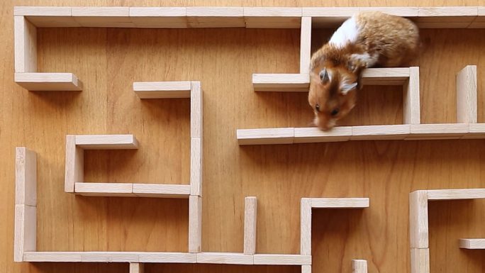 一只红毛胖仓鼠在迷宫中爬行寻找出路。